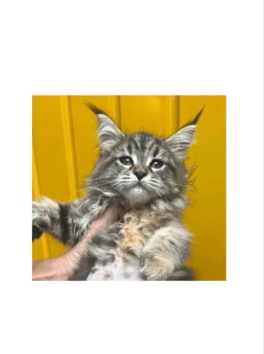 Maine Coon gato gigante fêmea - ler descrição por favor 