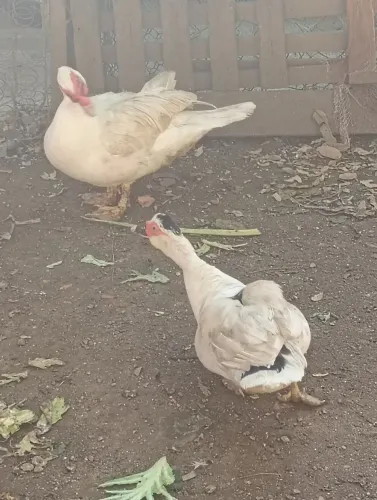 CASAL PATOS ( Fêmea próxima de botar)