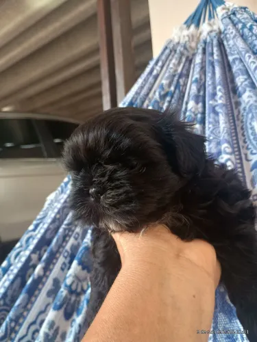 2 lindo machinho 