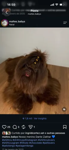 Machinhos shihtzu chocolate