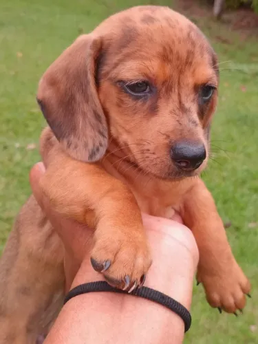 Vendo filhote femea salsicha