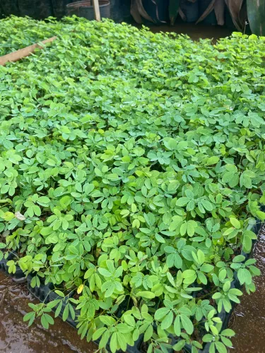 Cartela de Sansão do campo 