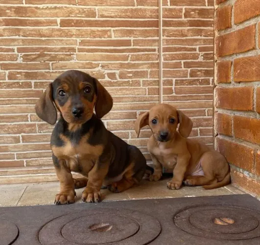 Teckel os mais lindos machinhos machinhos 55 dias todos com pedigree e vacina