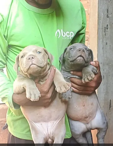 Filhote de pitmonsters 