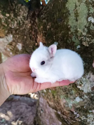 Coelhos de companhia - MENOR DO MUNDO