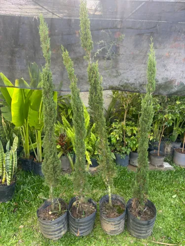 Cipestre italiano