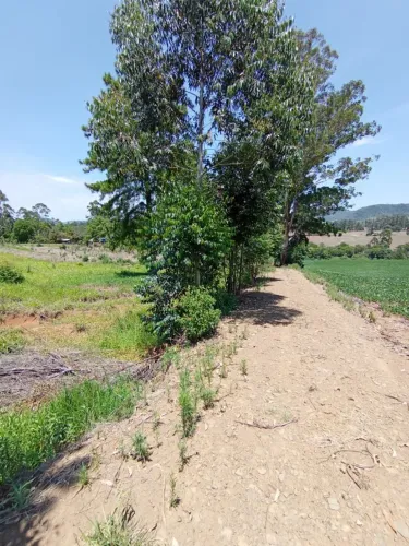 Vendo sitio 17 hectares em Tamarana Região de Londrina-Parana com 70 mil pês de eucalipto