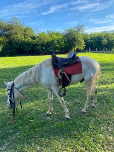 Cavalo com cela, baixeiro e rédia 