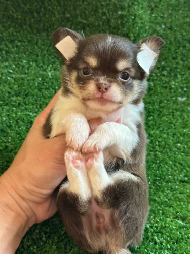 Chihuahua. Menina disponivel para reserva. Pelagem longa chocolate, branco e castanho. 