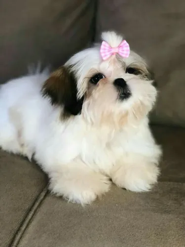 Filhote Shih Tzu Fêmea olhando para seu novo tutor