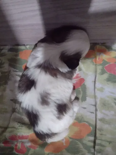 Cachorro da raça Shitzu com Ilhada Apso