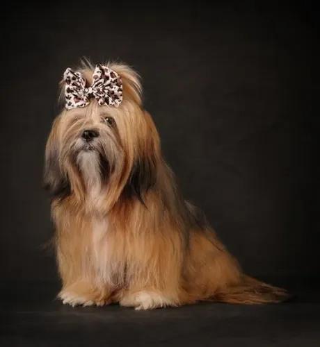 Lhasa Apso Micro Dourado Fêmea - Inteligente, Fiel e Sempre Atenta! 