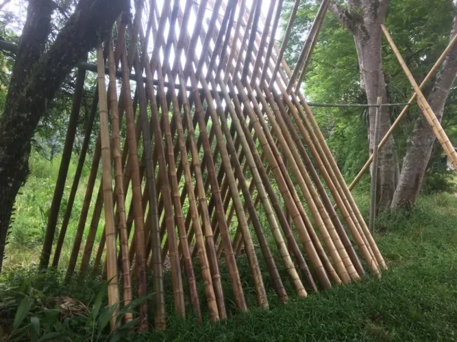 Bambu Mosso