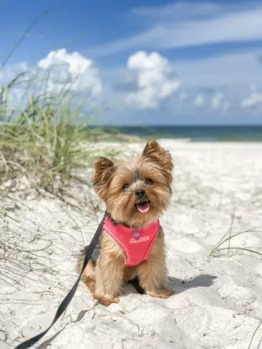 Filhote Yorkshire Terrier aproveitando o sol