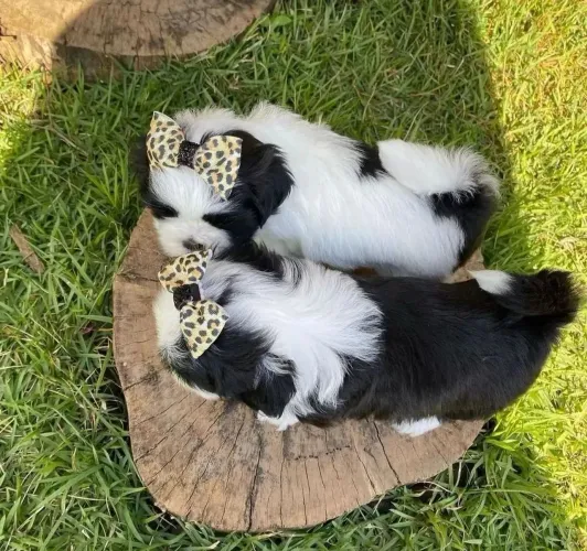 Shih Tzu Seu próximo momento especial pode ser antes do dia das mães