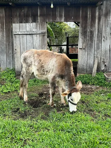 Novilha/vaca de 1 ano