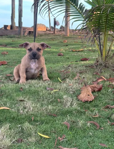 American, Exótic bully