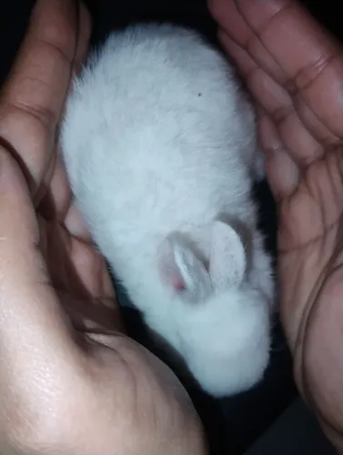 Filhotes de coelhos mini rex