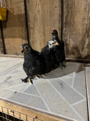 Trio de frangas de garnizes modelados nanicos 