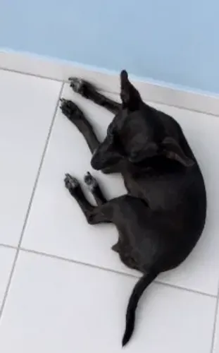 Fêmea de Pinscher número 1