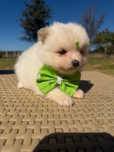 Spitz Lulu machinho