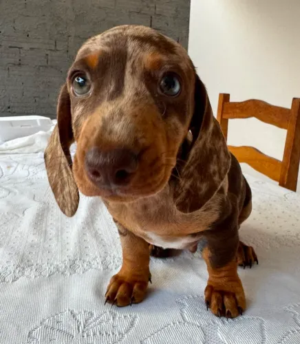 Filhote de Dachshund (salsicha)