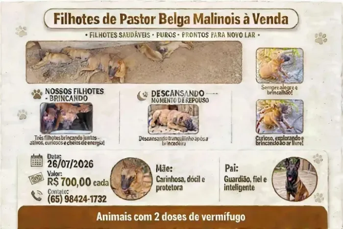 FILHOTES PASTOR MALINOIS