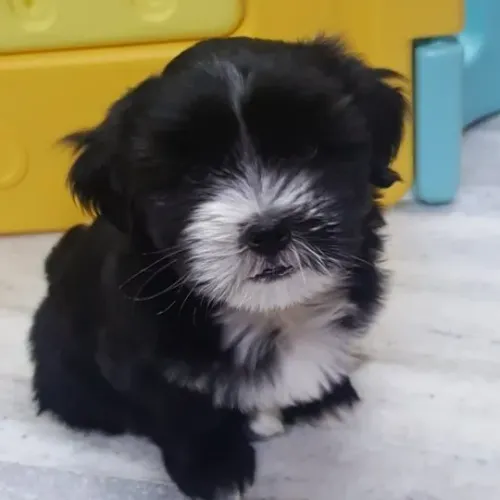 ?Filhotes de Lhasa Apso prontos para novo lar?