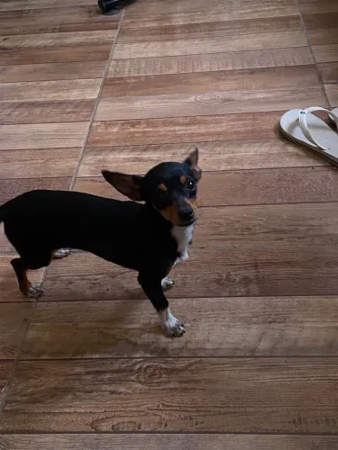 Pinscher fêmea 