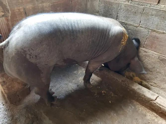 Vendo um lindo lindo porco reprodutor e uma porca