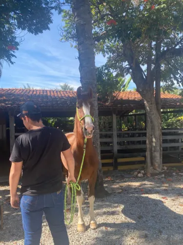 Cavalo mangalarga marchador