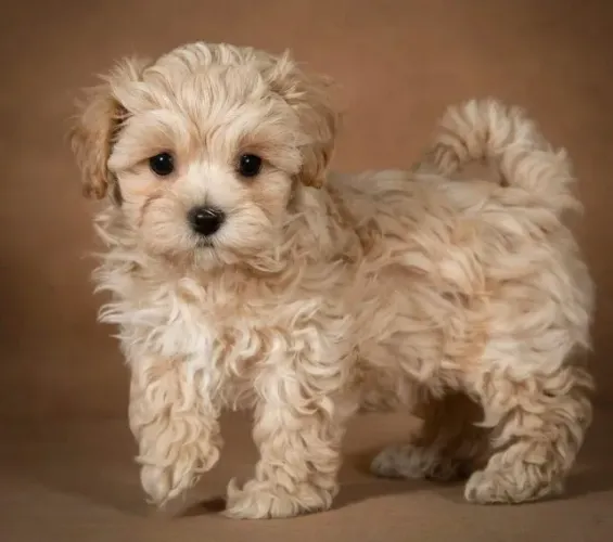 Filhotes de Poodle Para Compartilhar Bons Momentos