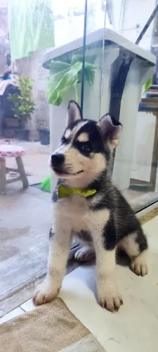 Cachorro da raça husky siberiano