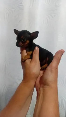 Pincher tam 0 machos e femeas acpartir de 1300