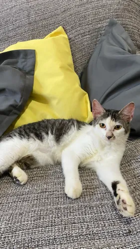 Gatinha fêmea para adoção 
