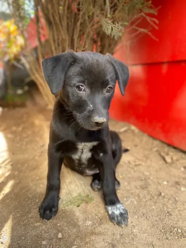 Adoção Responsável - Filhotes Cachorro 