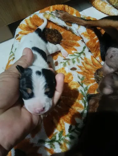 Cachorro pinscher