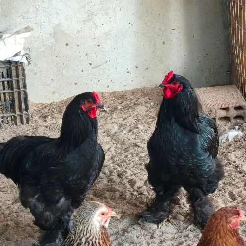 Galo Brahma