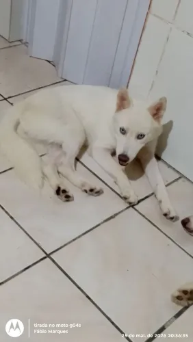 Doação Husck siberiano fêmea