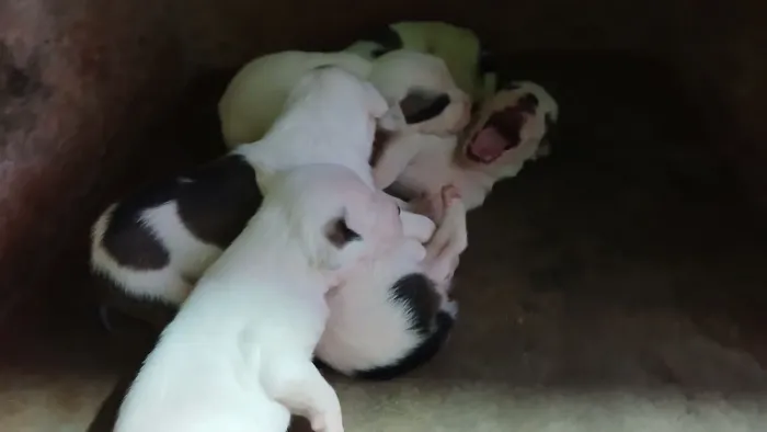 Vendas de cachorros 