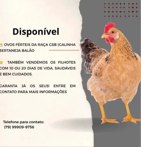 Vendo ovos férteis GSB 