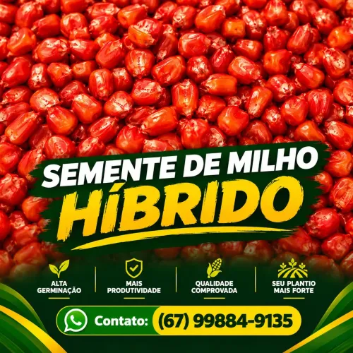 Semente de milho