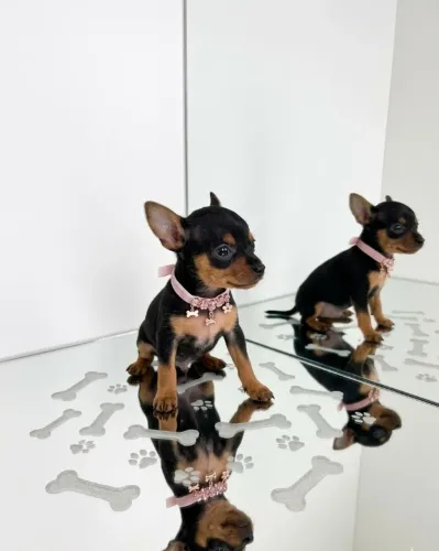 Pinscher Pequeno e Fofo