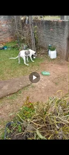 Cadela raça galgo