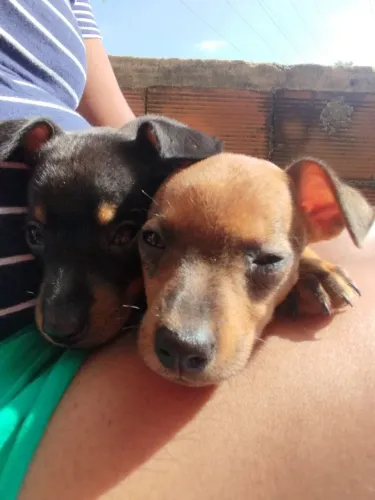 Cachorro Pincher número 2