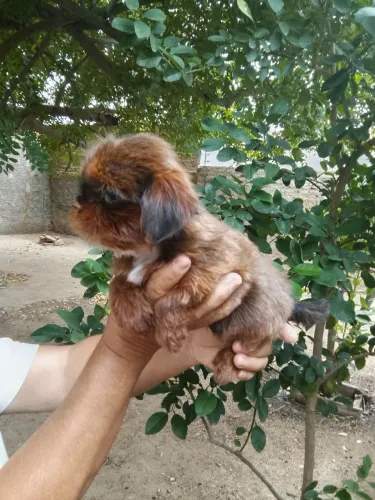 Shih tzu fígado e tricolor