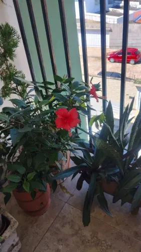 Aluguel de Quartos : Residência Feminina compartilhada Flor de Lírio