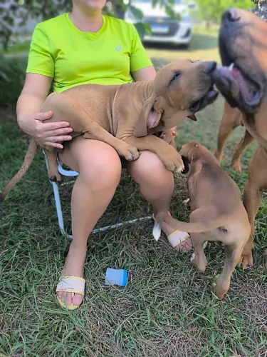 filhote de fila brasileiro puros com pedigree 