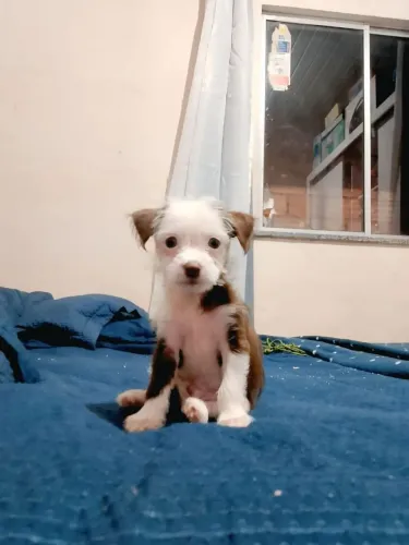 Vendo esse filhote