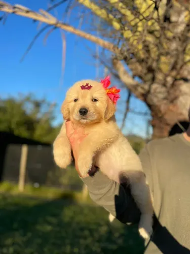 Golden Retriever com Pedigree Fêmea